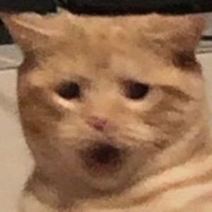 Meet your Posher, Joy